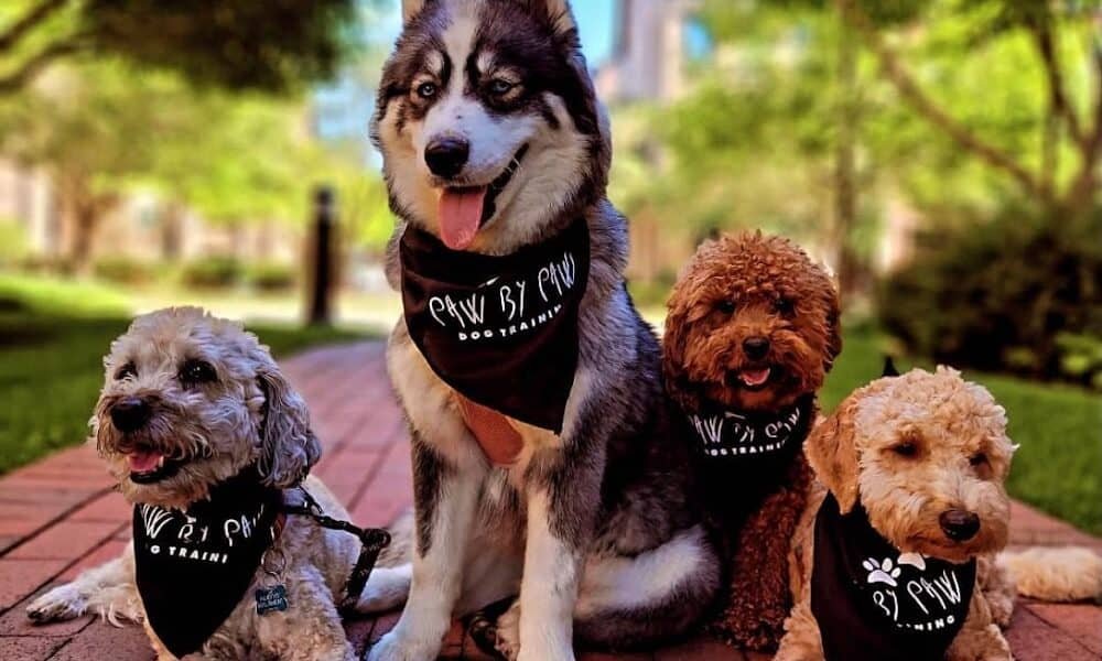 Paw by Paw Dog Training