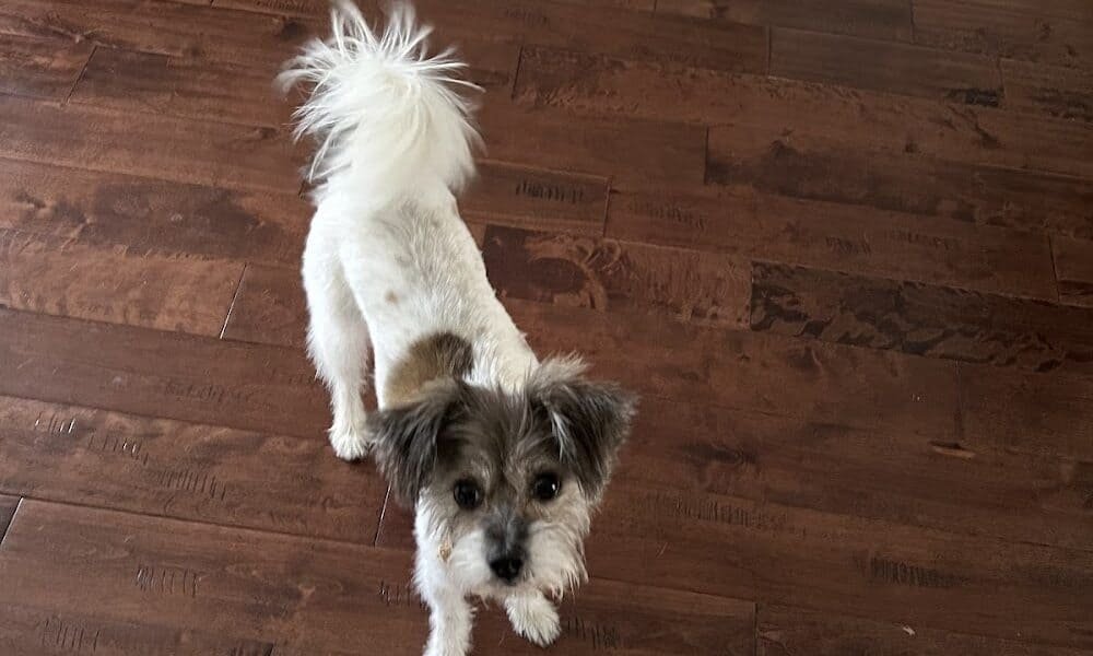Paw Spa, LLC.