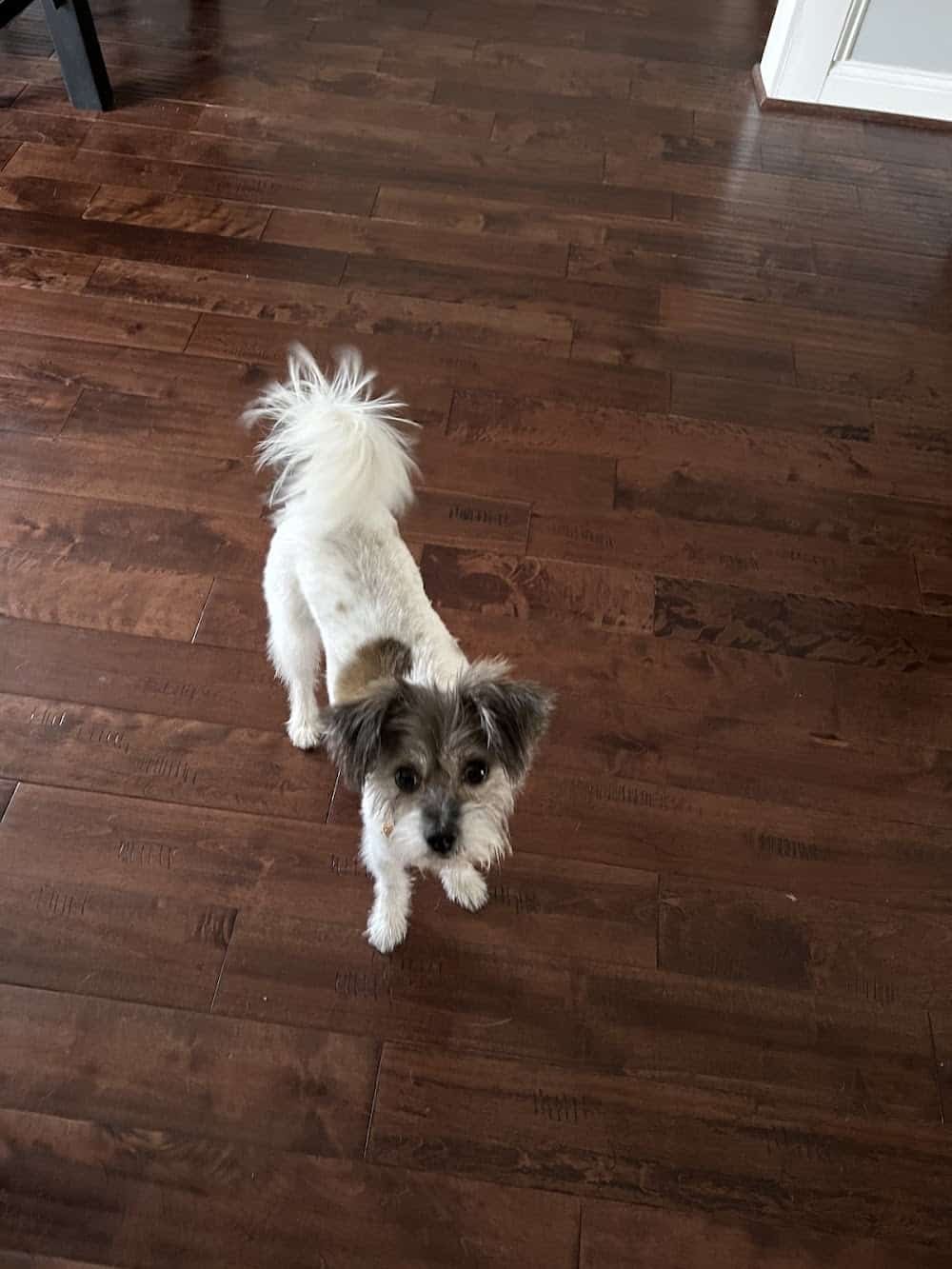 Paw Spa, LLC.