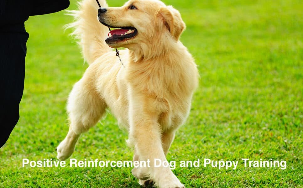 Pawz For Health Dog Training