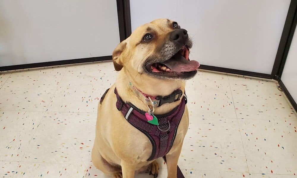 Petco Dog Training