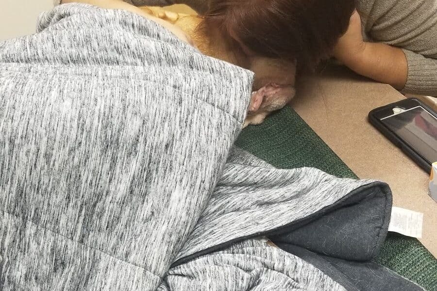 Plainfield Animal Hospital