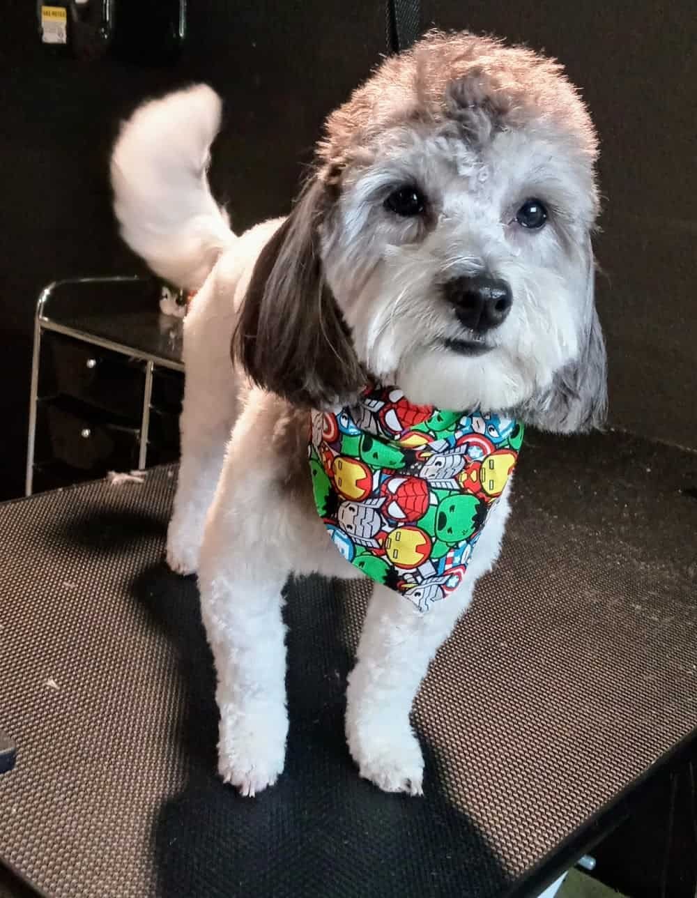 Posh Paws Grooming