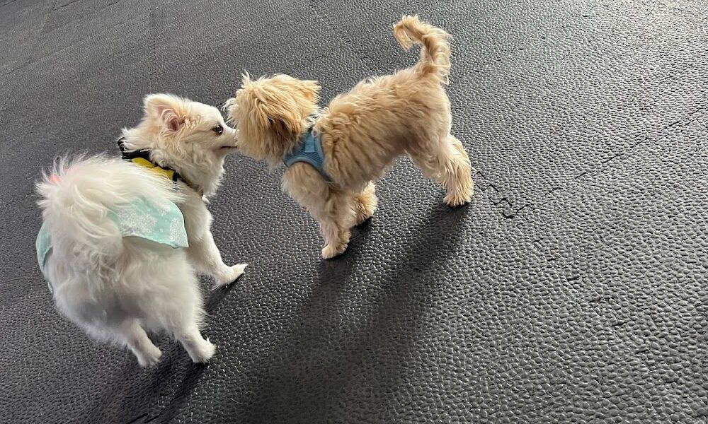 PuppyK