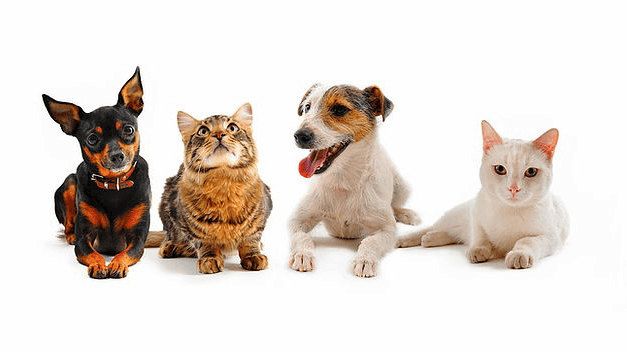 Raritan Valley Veterinary Hospital