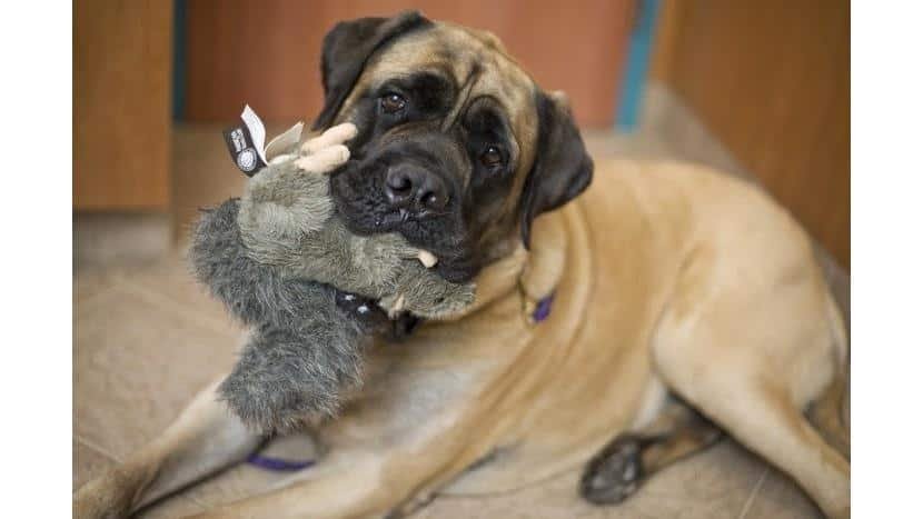 Red Bank Veterinary Hospital (RBVH) – Hillsborough