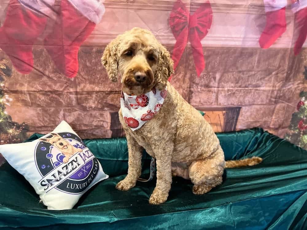 Snazzy Jazzy’s Pet Salon Timonium