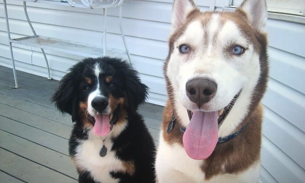 South Brunswick Animal Hospital