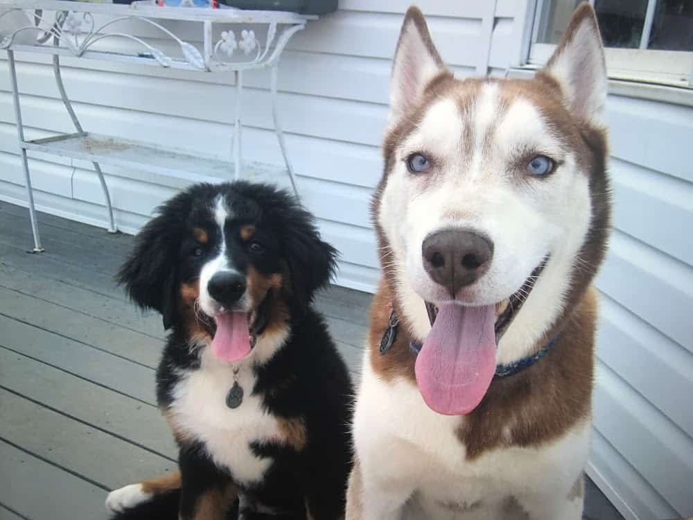 South Brunswick Animal Hospital