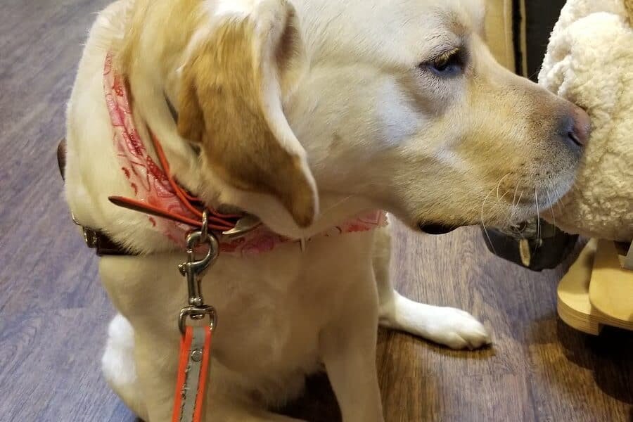 Stonehavens Uptown Hound