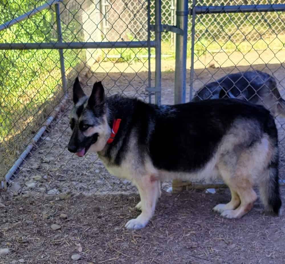 Strut Your Mutt Pet Groomer