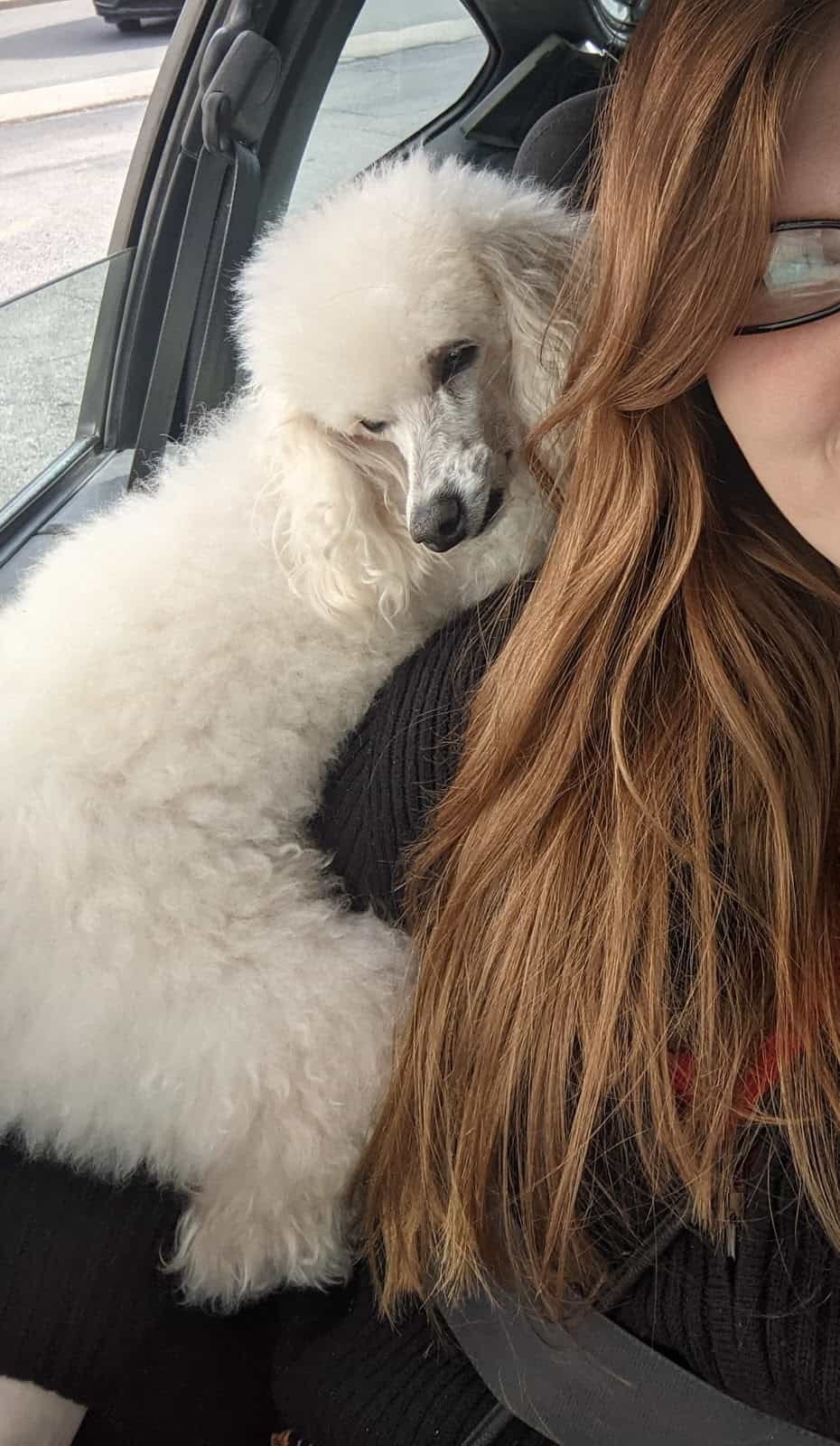 Susan’s Downtown Pet Salon