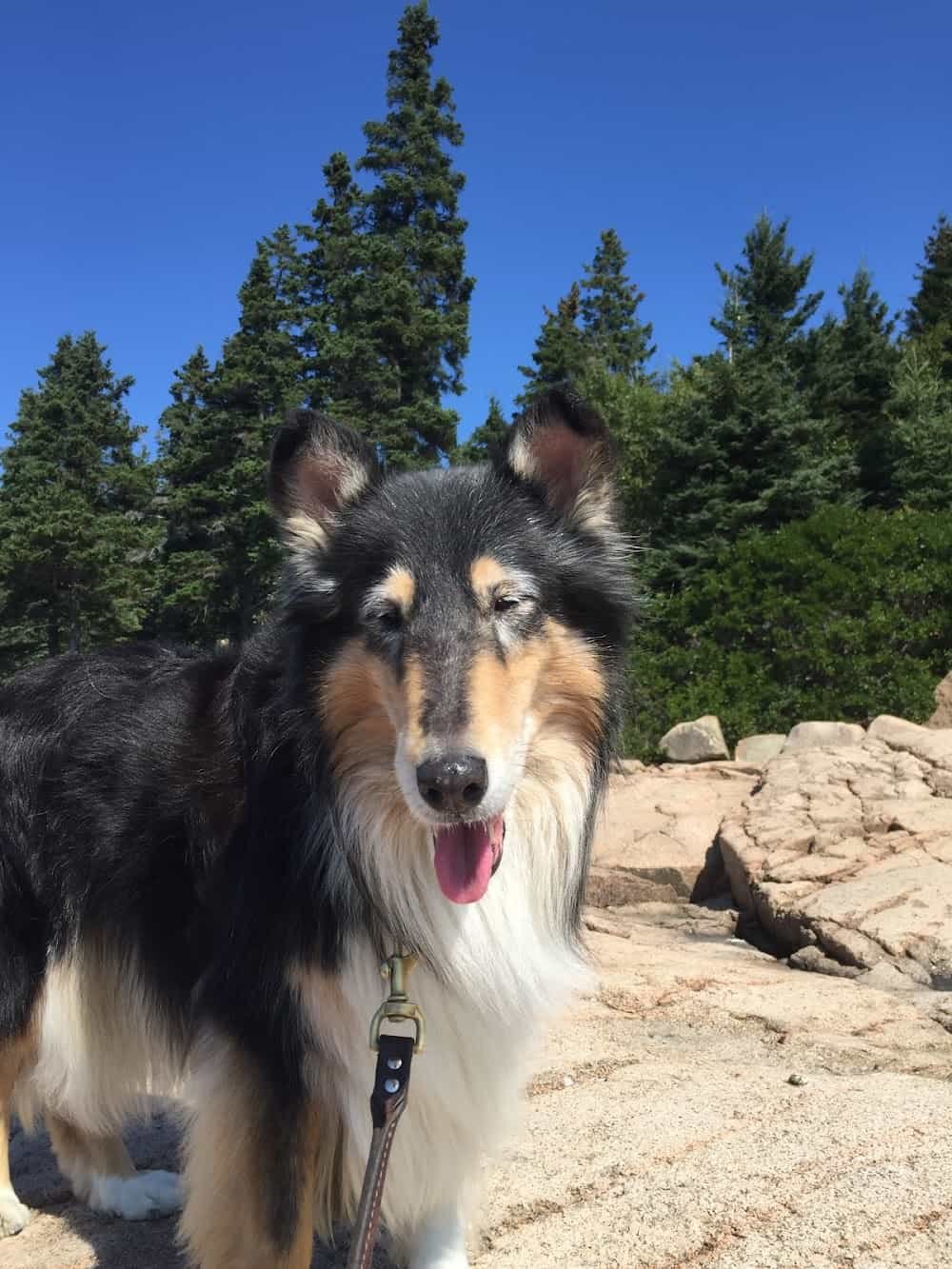 The Clever Canine