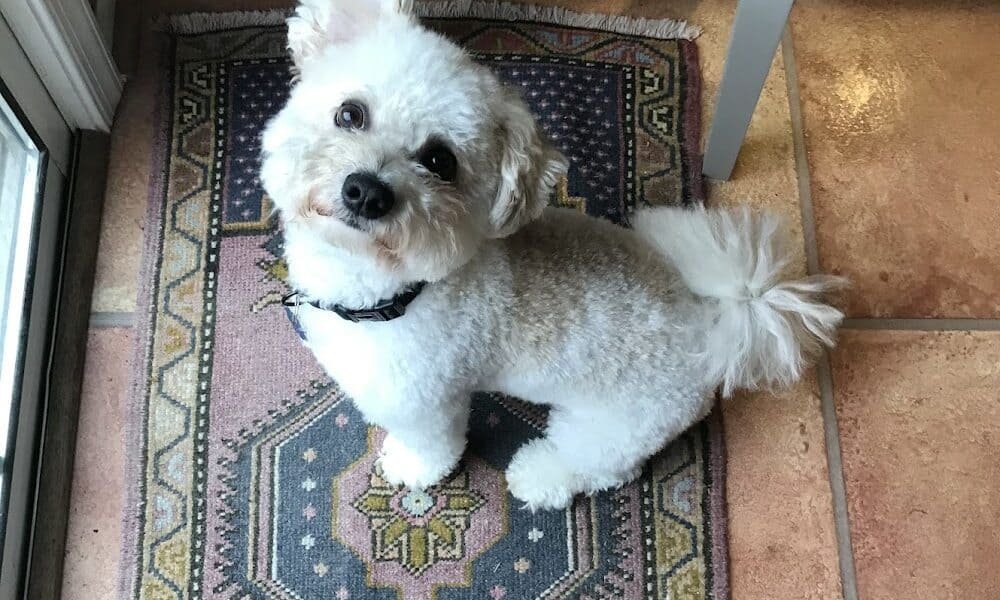 The Sudsy Puppy