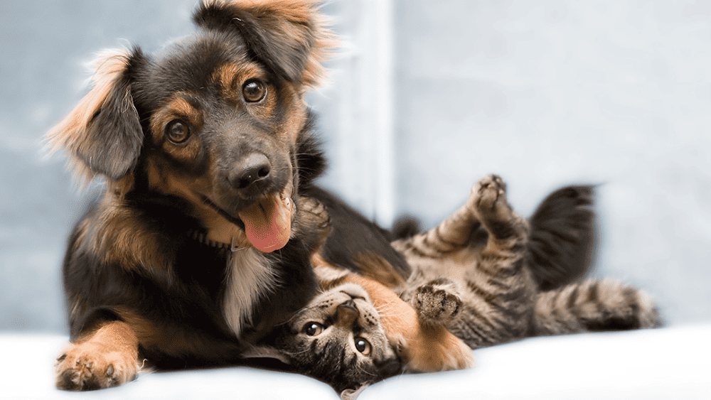 VCA Little Falls Animal Hospital