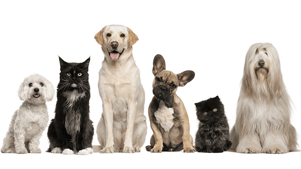 Whitehouse Veterinary Hospital