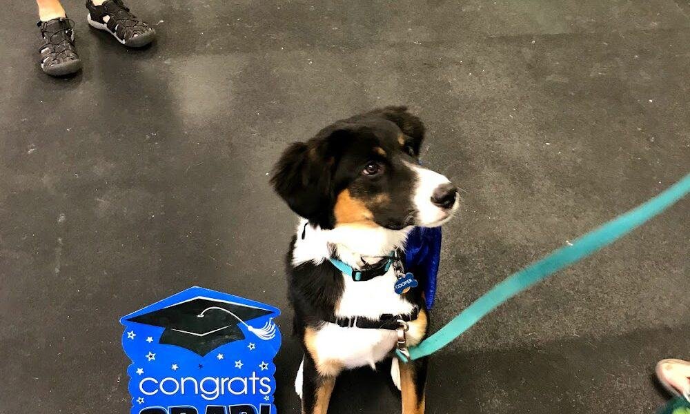 WOOFS! Dog Training Center